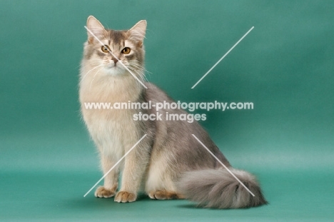 young Somali cat, blue coloured, on green background