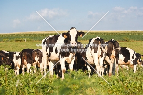 Holstein Friesian in grassy pasture