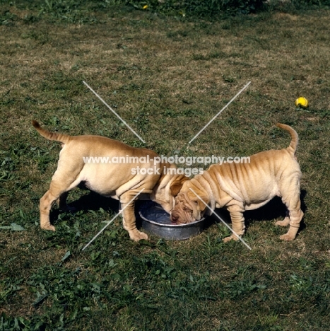 two shar pei pups eating