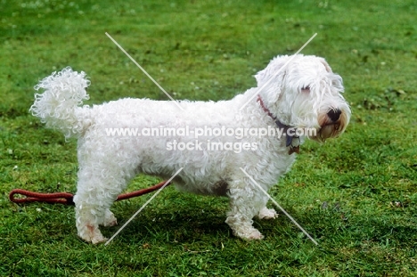 undocked sealyham terrier