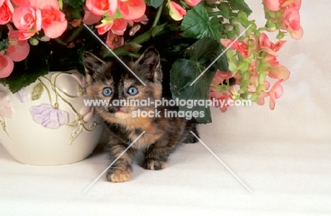 kitten under pot of flowers