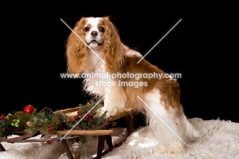 cavalier king charles spaniel