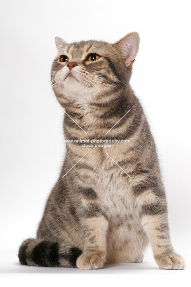 Blue Classic Tabby American Shorthair cat