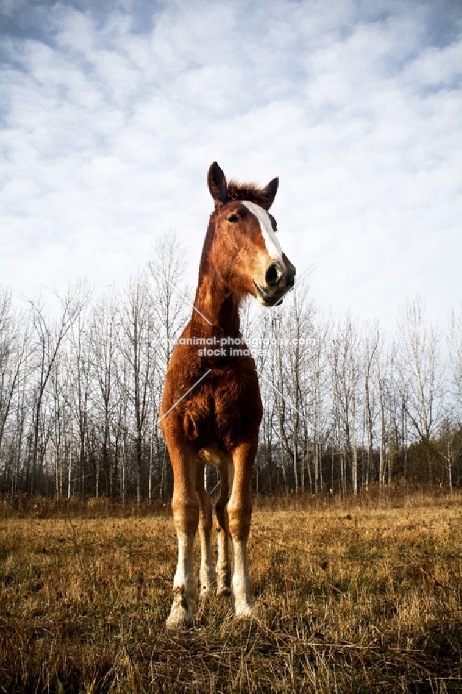 5 month old Belgian filly standing in field