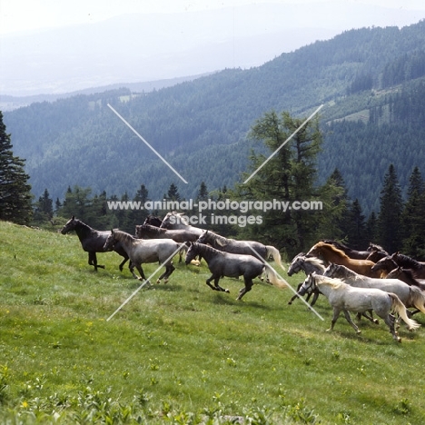 Lipizzaner colts cantering together in their summer pasture, piber ,