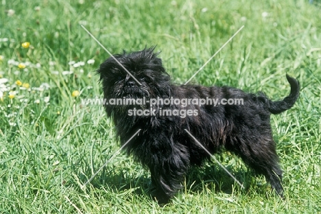 affenpinscher looking at camera on grass