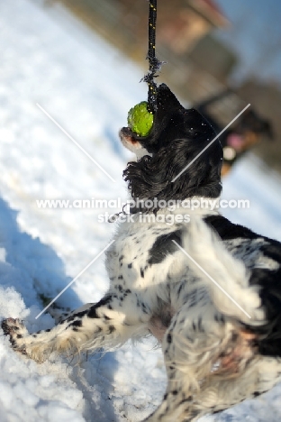 black and white springer playing tug of war in a snowy environment