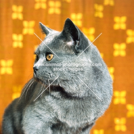 ch jezreel jomo, british blue cat looking aside