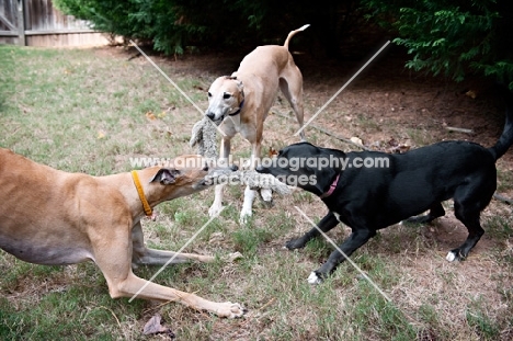 two greyhounds and black lab mix playing tug with a toy