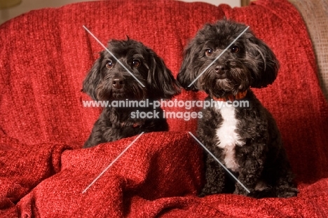 two Doxiepoo dogs (Dachshund / Poodle Hybrid Dog) also known as doxiepoo, doodle