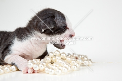 Peterbald kitten 2 weeks old laying on a pearl necklace