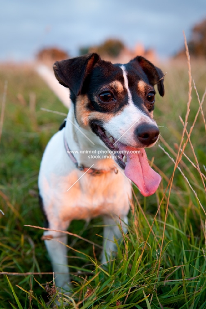 Jack Russell, standing in long grass, looking happy