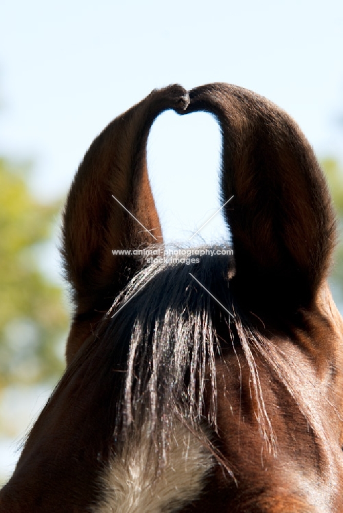 close up of marwari horse ears