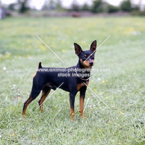 i'm your man at blandora, miniature pinscher on grass