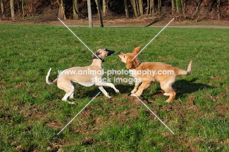 Whippet and Hovawart puppy at play