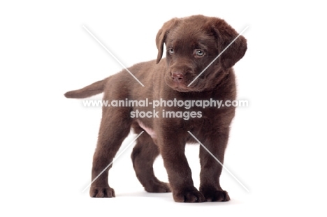 chocolate Labrador Retriever puppy in studio