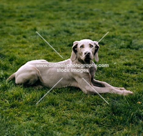 weimaraner lying down, looking at camera