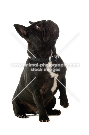 young French Bulldog looking up