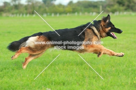 German Shepherd Dog (Alsatian), running
