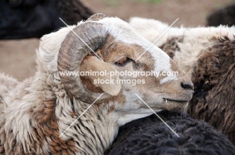 Nguni sheep