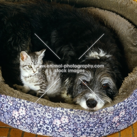 feral x kitten, with border collie x  bearded collie