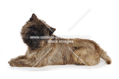 Cairn Terrier lying down on white background