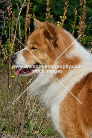 Thai Bangkaew dog profile