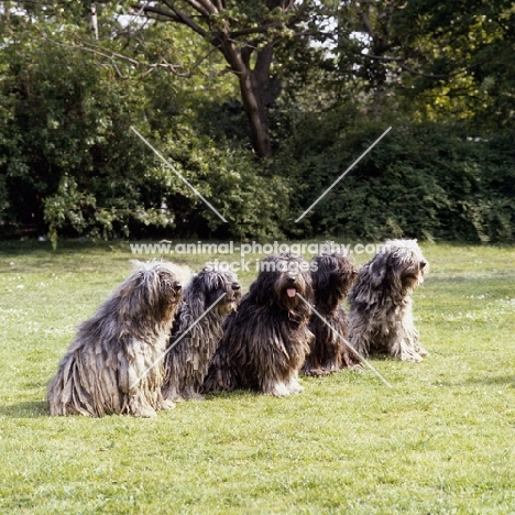 five bergamasco sitting on grass