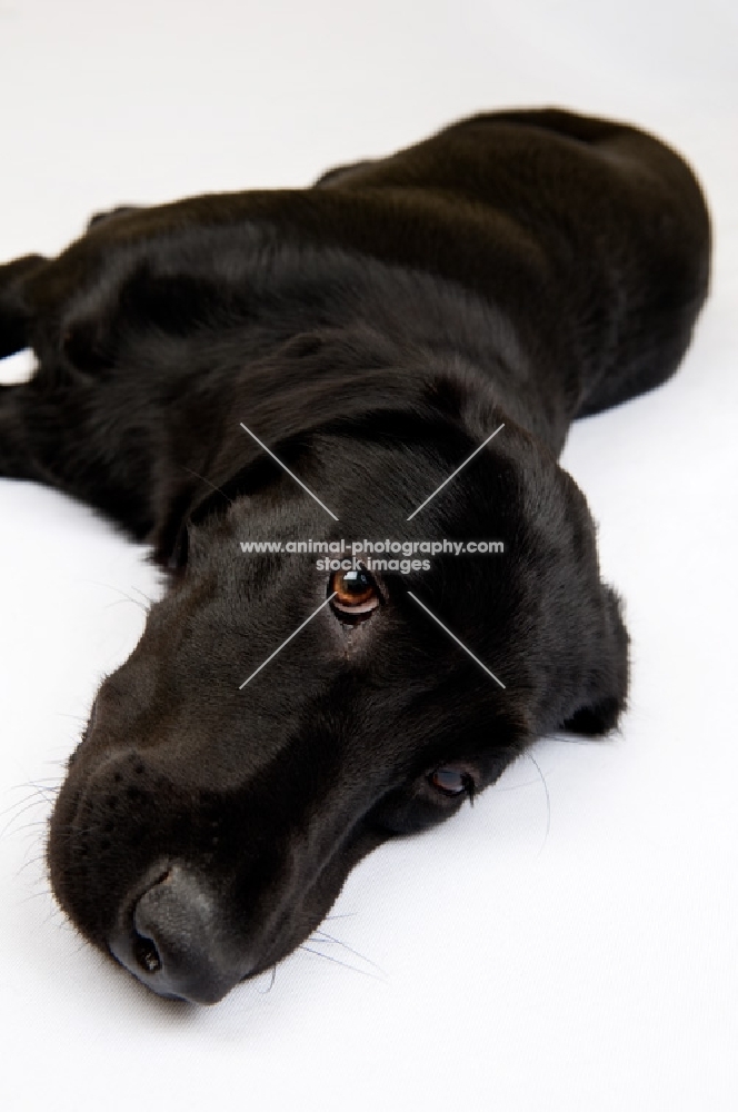Black Labrador lying in the studio