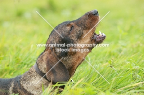 Wirehaired Dachshund (Standard), barking