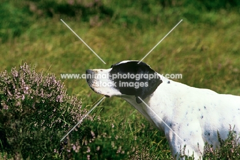 working type pointer on point on moorland, head shot