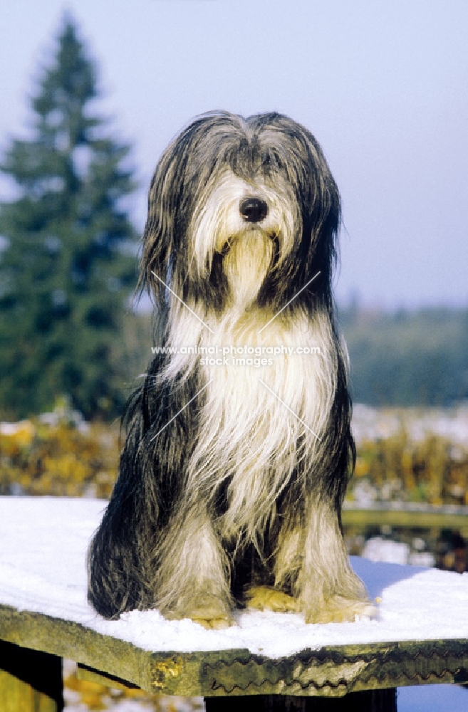 Bearded Collie