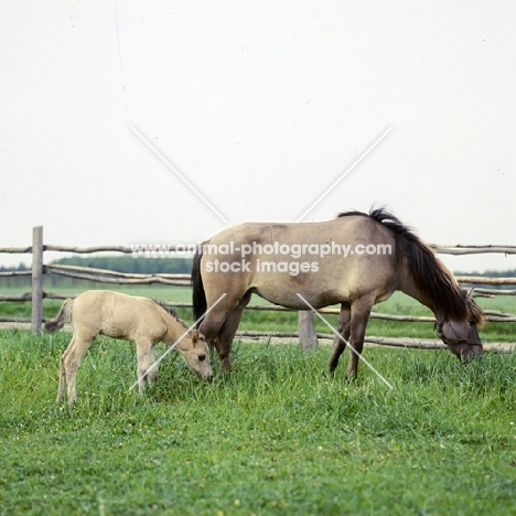 konik mare and foal in poland