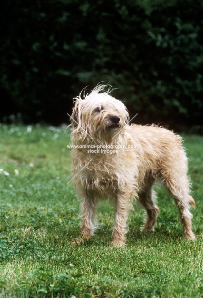 smoushond, standing on grass