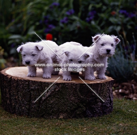west highland white terrier puppies standing on log