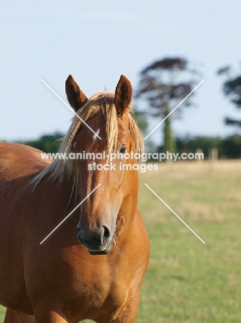 Suffolk Punch