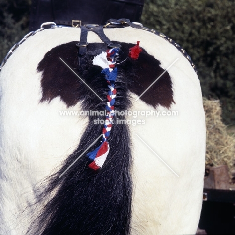 shire horse's plaited tail