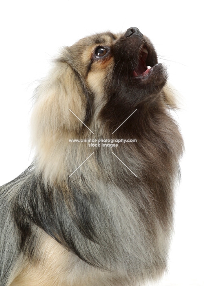 Silver Sable Tibetan Spaniel looking up