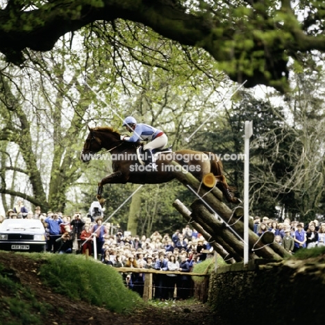 eventing, badminton, cross country 1981