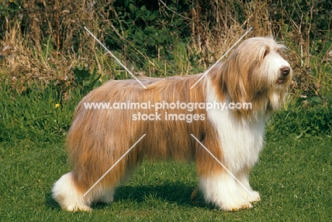 Bearded Collie posed