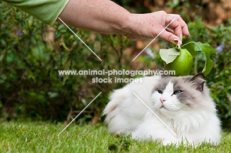 balancing and apple on a Ragdoll cross Persian cat