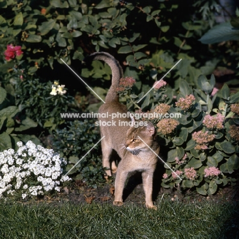 int ch cenicienta van mariëndaal, abyssinian cat standing beside bushes