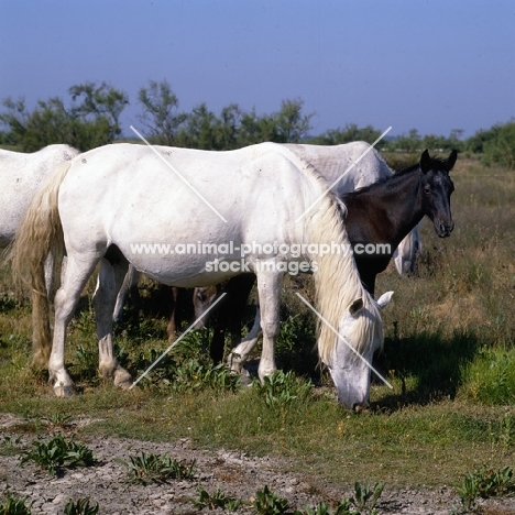 Camargue mares grazing with a foal 