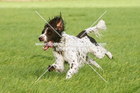 German Longhaired Pointer running in field