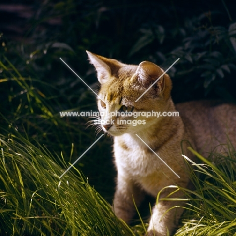 abyssinian kitten in grass with sun on face