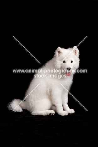 young Samoyed pup in studio