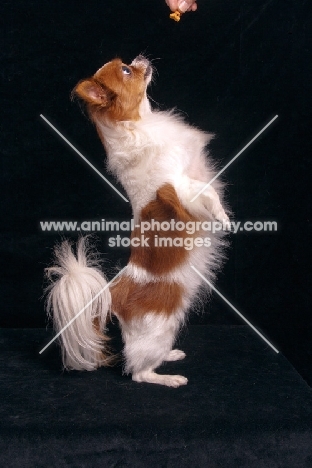 Papillon on hind legs