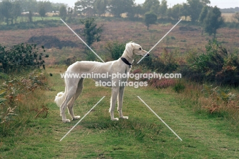 saluki standing in countryside, geldara