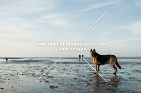 GSD majestically watching people in the distance on the beach.