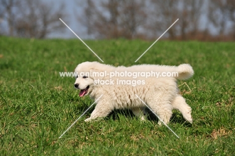 Polish Tatra Herd Dog puppy